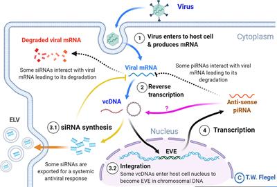 Shrimp Parvovirus Circular DNA Fragments Arise From Both Endogenous Viral Elements and the Infecting Virus